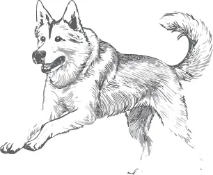 ノルウェージャン・エルクハウンド