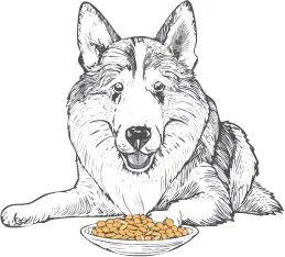 ノルウェージャン・エルクハウンド