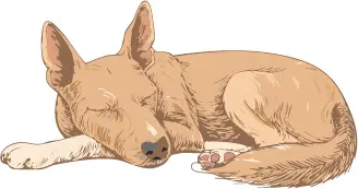 カナーン・ドッグ