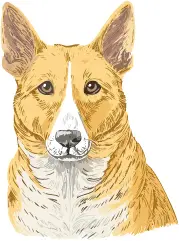 カナーン・ドッグ