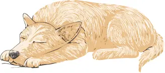 カナーン・ドッグ