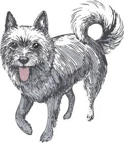 シッパーキ犬