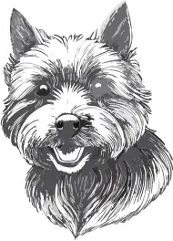 シッパーキ犬