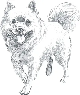 シッパーキ犬