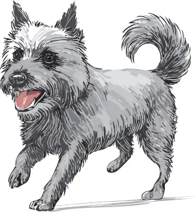シッパーキ犬
