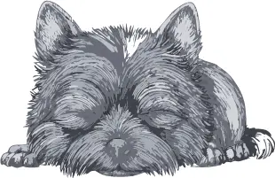 シッパーキ犬