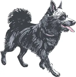 シッパーキ犬