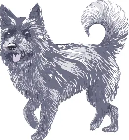 シッパーキ犬