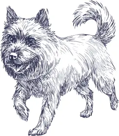 シッパーキ犬