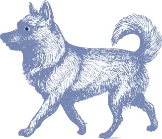 シッパーキ犬
