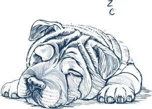 シャーペイ