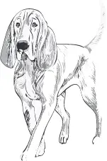 ブラッドハウンド